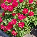 Woferlbauer Apartamento Au (Upper Austria)