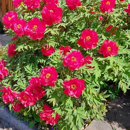 Woferlbauer Lägenhet Au (Upper Austria)